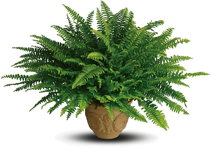 Heartwarming Thoughts Boston Fern