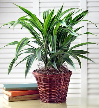 Green Plant -Varies by stock