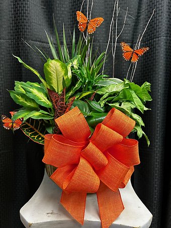 Dish Garden -Large