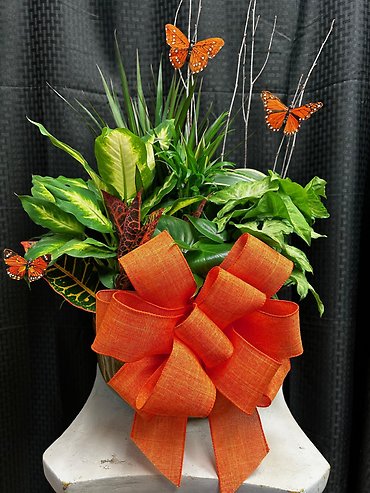 Dish Garden -Large