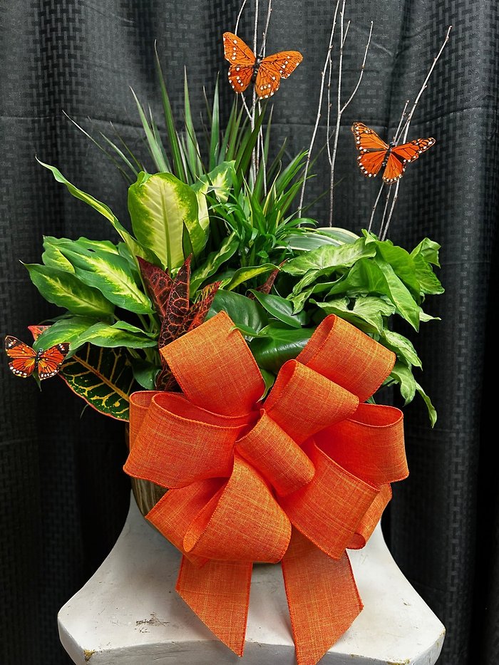 Dish Garden -Large