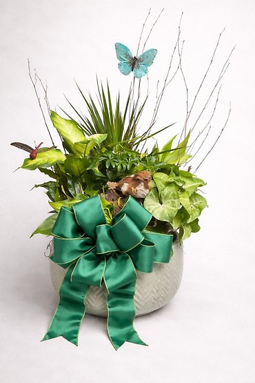 Dish Garden -Extra Large